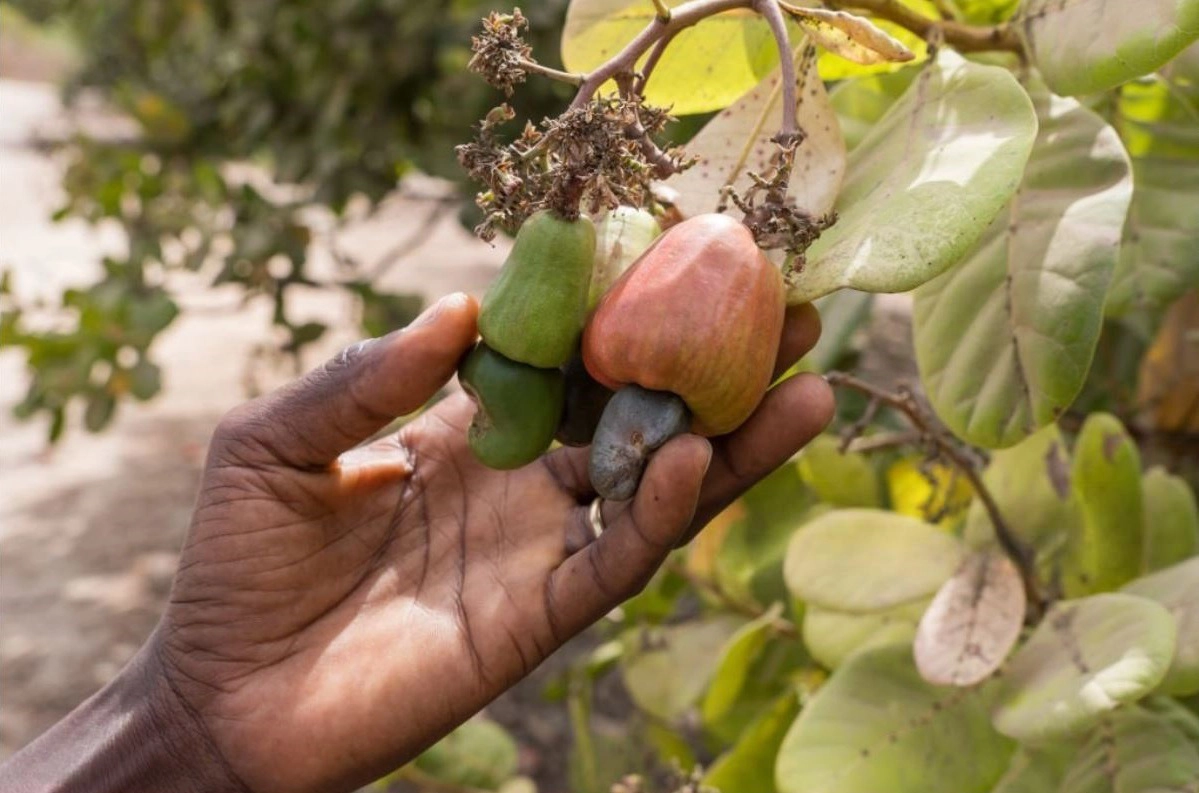 Cashew nuts suppliers